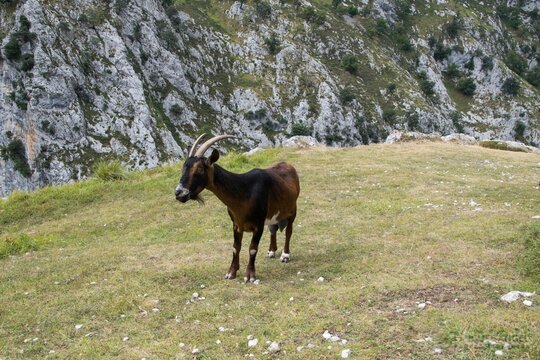 Mountain Goat on Cliff Edge in Northern Spain &ndash; Rural Wildlife in Natural Habitat
