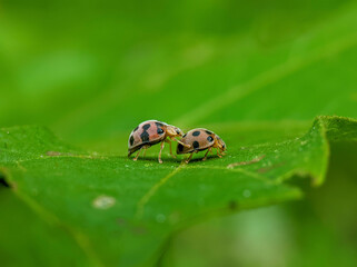 ladybug on green leaf