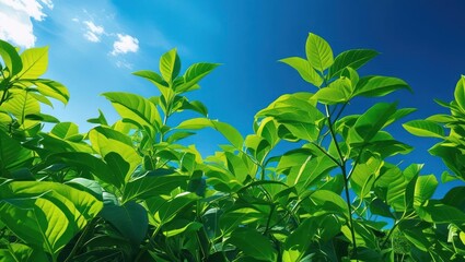Obraz premium Lush green foliage against a vibrant blue sky.