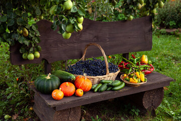 Fresh organic autumn harvest of fruits and vegetables on wooden bench in garden.