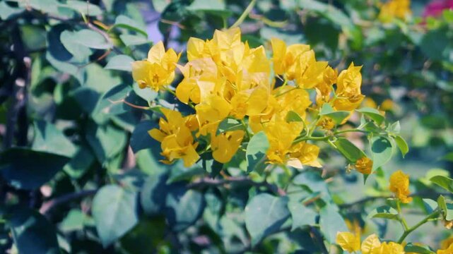 different varieties of bougainvillea in Laos