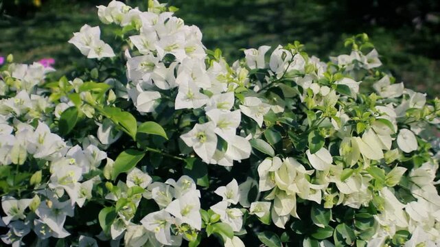 different varieties of bougainvillea in Laos