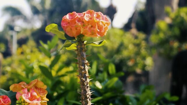 different varieties of bougainvillea in Laos