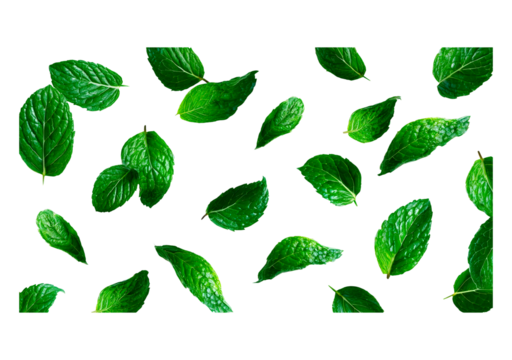 Fresh mint leaves pattern on transparent background, PNG