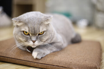 Close-Up Of A Cat Lying Down
