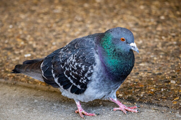 plump pigeon closeup on a city sidewalk