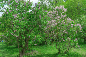 Vibrant blooming lilac bushes in a sunny park. Springtime beauty. Stunning purple lilac flowers creating a picturesque landscape