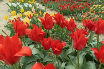 Obraz premium Vibrant tulips bloom in a colorful garden, showcasing various species on a sunny meadow. Their elegant petals create a stunning display, celebrating the beauty of springtime.