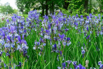 Fototapeta premium Beautiful blooming irises in a vibrant garden. A serene moment captured in nature with delicate irises swaying gently in the breeze. The elegance of irises symbolizing renewal in the cycle of life.