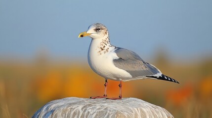 Naklejka premium Portrait of Seagull Standing on Rock With Blurred Background on Sunny Day