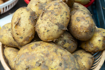 Harvest bounty. Freshly dug potatoes in rustic baskets at the market. A closeup view of organic...