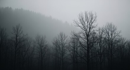 Fototapeta premium Gloomy Forest Landscape in the Heavy Fog