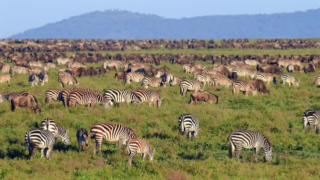Herds of Gnus and Zebras Grazing Together on the Tanzanian Savannah Grasslands