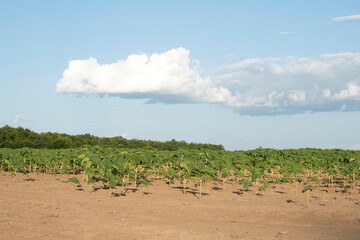 Young sunflowers in the field