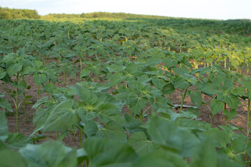 Young sunflowers in the field