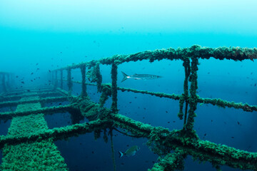 barracuda fish next to the wreck of a structure submerged in the sea colonized by marine life,...