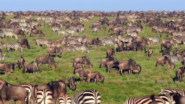 Herds of Gnus and Zebras Grazing Together on the Tanzanian Savannah Grasslands