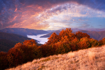 Picturesque landscape with red beech forest in autumn mountains glow under vibrant sunset in the...