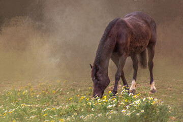 Beautiful Brown Horse Grazing in a Field of Wildflowers