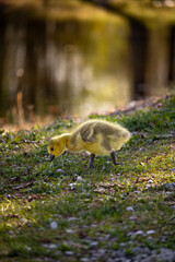 canada goose gosling in the grass on the shore of a lake