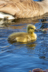 canada gosling swimming with its mother canada goose by its side
