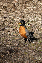 robin on the ground on a sunny and warm summer day