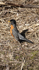american robin standing up looking out