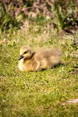 baby canada goose in the grass