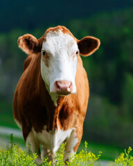 Close-up view of a vibrant cow in a lush farmland setting during daylight hours