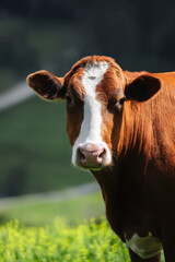 Close-up view of a cow on farmland showcasing vibrant colors and realistic details