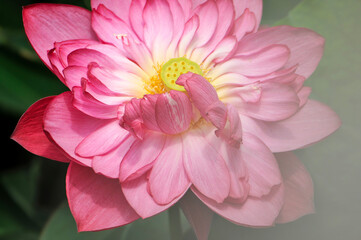 blossoming lotus flowers in pond