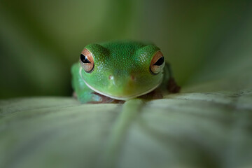 Juvenile White-lipped tree frog (Litoria infrafrenata) on green leaves, white-lipped tree frog (Litoria infrafrenata) closeup branch