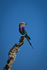 Lilac-breasted roller on dead tree looks back