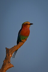 Lilac-breasted roller on stump in rosy light