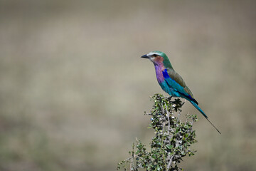Lilac-breasted roller on green bush in profile