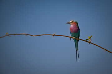 Lilac-breasted roller on slim branch looking left