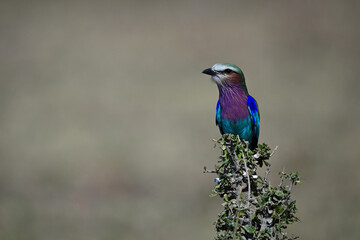 Lilac-breasted roller on tangled bush with catchlight