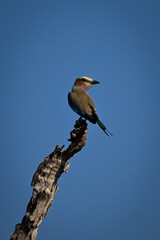 Lilac-breasted roller on dead tree turns back