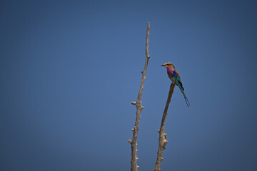 Lilac-breasted roller on dead tree facing left
