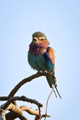 Lilac-breasted roller on gnarled branch watches camera