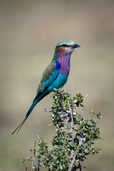 Lilac-breasted roller on leafy bush faces right
