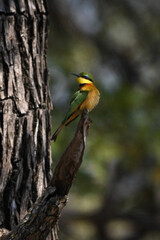 Lilac-breasted roller on short branch turns head