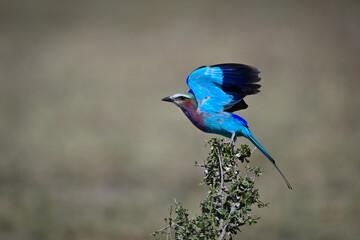 Lilac-breasted roller takes off from green bush