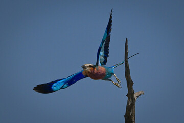 Lilac-breasted roller spreads wings flying from stump