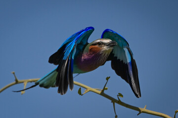 Lilac-breasted roller takes off from green branch