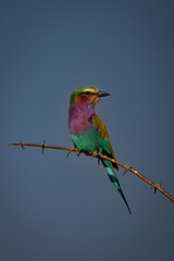 Lilac-breasted roller on thorny branch turning head