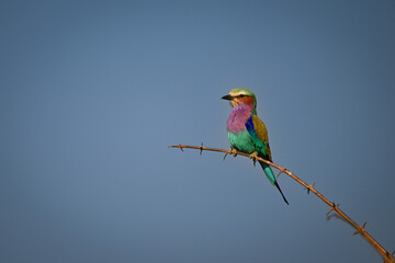 Lilac-breasted roller on thorn branch in sunshine