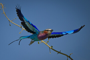 Lilac-breasted roller taking off from green branch