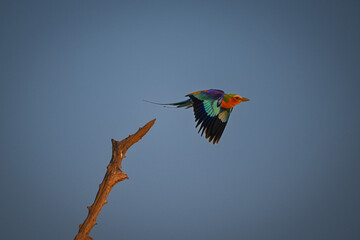 Lilac-breasted roller takes off against blue sky