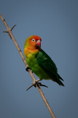 Lilian lovebird on thin branch turning head